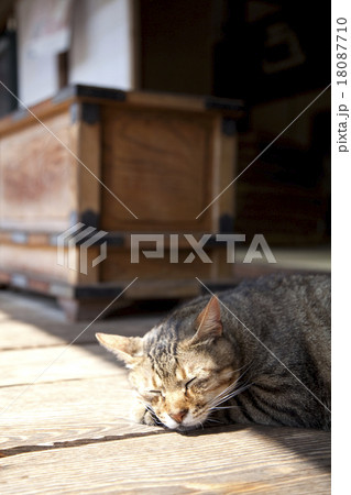 ネコ 18087710