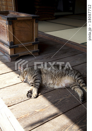 ネコ ネコ 18087712