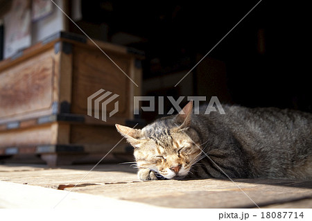 ネコ ネコ 18087714