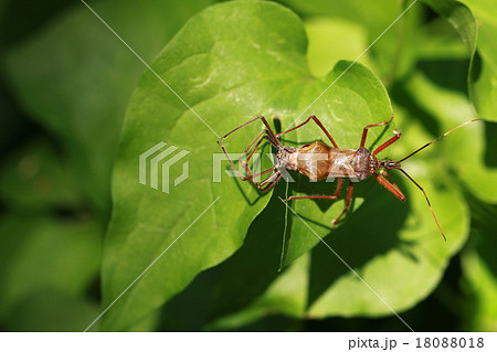 オオトビサシガメに似た昆虫　 18088018