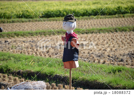 田んぼの案山子 田んぼの案山子 18088372