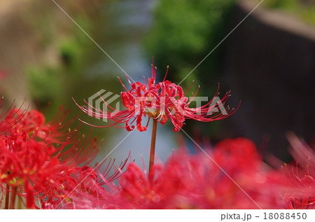 半田市の彼岸花 半田市の彼岸花 18088450