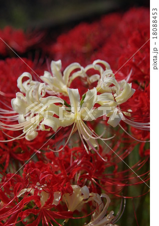 半田市の彼岸花 18088453