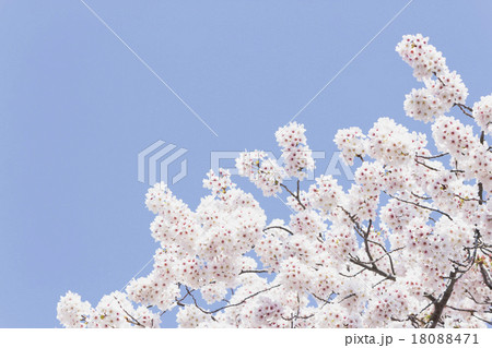 桜 18088471