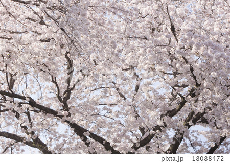 桜 18088472
