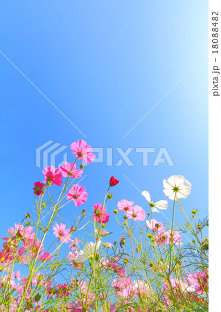 コスモスと青空 18088482
