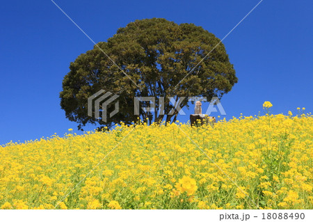 菜の花とワンちゃん 18088490