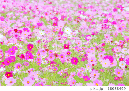 コスモス コスモス 18088499