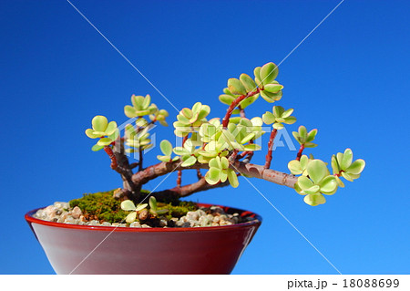 多肉植物 雅楽の舞の写真素材