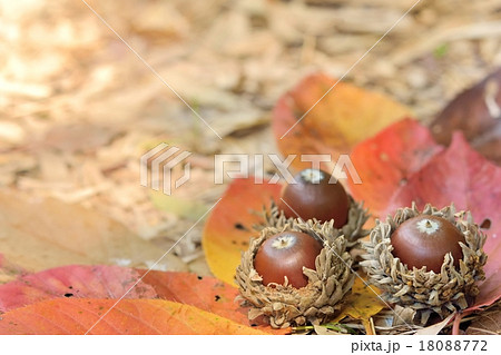 ドングリと落ち葉 18088772
