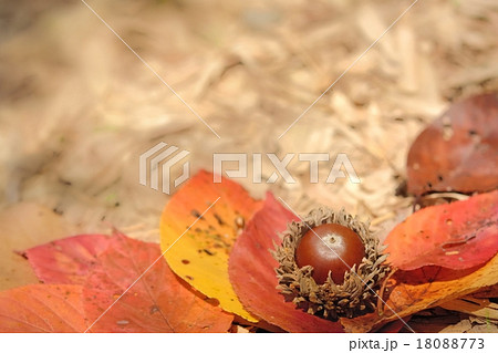 ドングリと落ち葉 ドングリと落ち葉 18088773