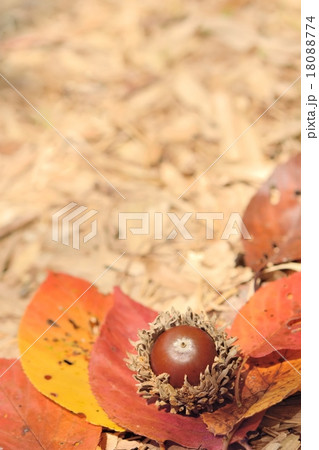 ドングリと落ち葉 ドングリと落ち葉 18088774