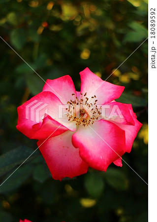 バラ　ベティ・ブープ　BettyBoop 18089592