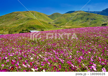 コスモス　萌の里 18090026