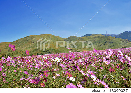 コスモス 萌の里 コスモス 萌の里 18090027