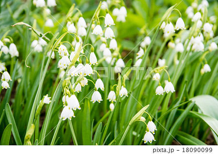 白いベル型の花の写真素材