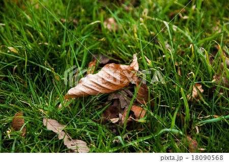Twisted leaf on the grass Twisted leaf on the grass 18090568