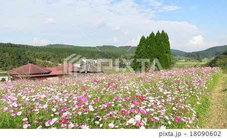 一面に咲くコスモス 18090602