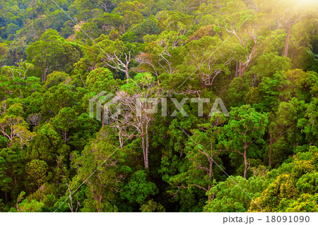 green mountain forest 18091090