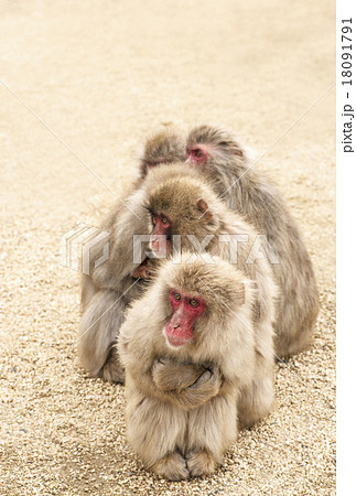 猿ファミリー 家族 猿団子 小豆島の写真素材