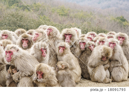猿だんご サル団子 さる集団 小豆島観光 猿だんご サル団子 さる集団 小豆島観光 18091793