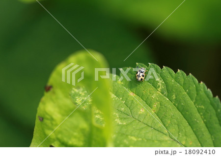 ヒメカメノコテントウ ヒメカメノコテントウ 18092410