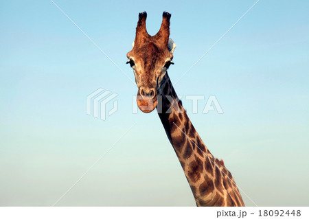 portrait of a huge giraffe neck and face 18092448
