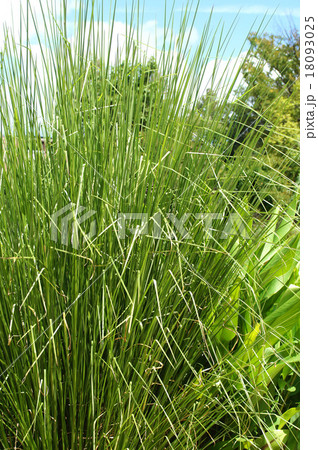 ベチバー 18093025