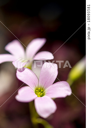 オキザリス・トライアングラリスの花 18093581