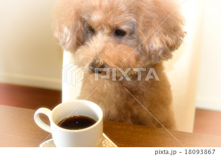 コーヒータイム～トイプードル 18093867