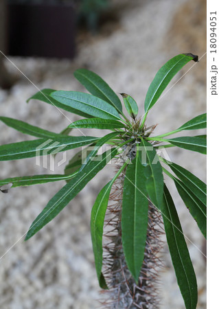 パキポディウム・ラメリーの葉 18094051