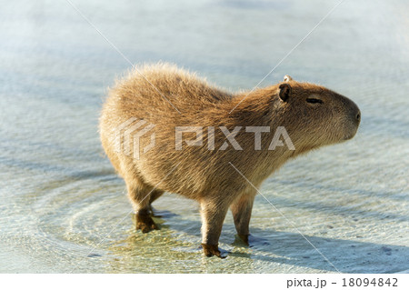 カピバラの水浴び 18094842