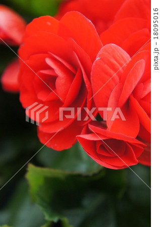 ベゴニア ベゴニア 18095016