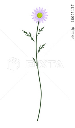 Violet Daisy Blossom on A White Background 18095137