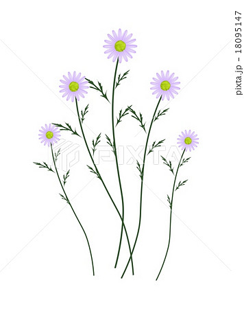 Violet Daisy Blossoms on A White Background 18095147