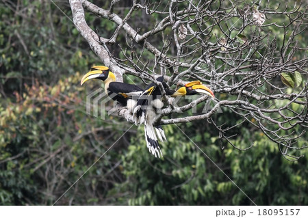 Couple of Great hornbill in nature Couple of Great hornbill in nature 18095157