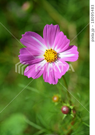 コスモス（秋桜） 18095483