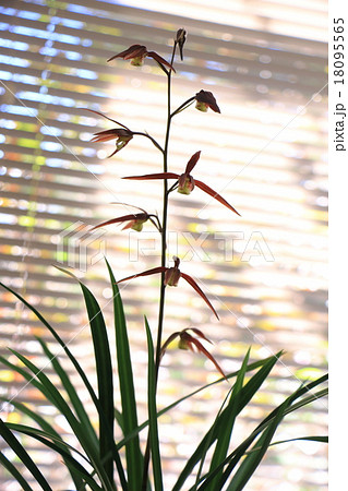 土佐寒蘭 土佐寒蘭 18095565