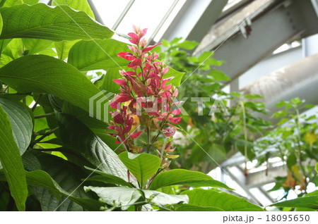 メガスケパスマ・エリトロクラミス メガスケパスマ・エリトロクラミス 18095650