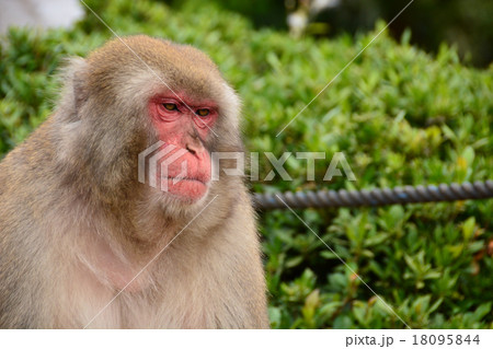 日本猿151018 日本猿151018 18095844