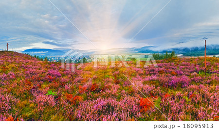 September sunrise country foothills with heather flowers and woo 18095913