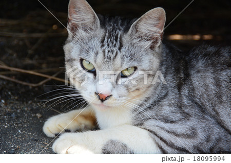 野良猫たち151018 野良猫たち151018 18095994