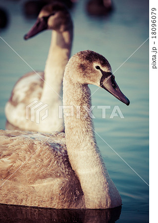 Portrait of a young swan 18096079