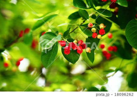 ザイフリボクの赤い実の写真素材