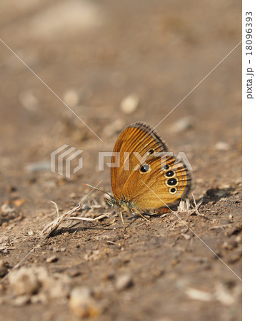 ヒメヒカゲ 18096393