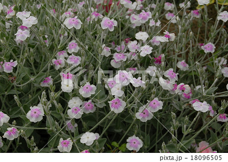 リクニス・コロナリア 18096505