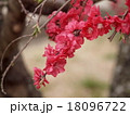 赤花八重の枝垂れ梅 18096722