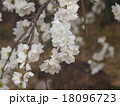 枝垂れ白梅 18096723