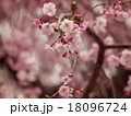 八重桜 18096724