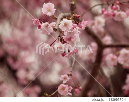 八重桜 八重桜 18096724
